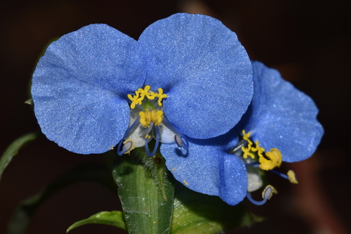 whitemouth dayflower