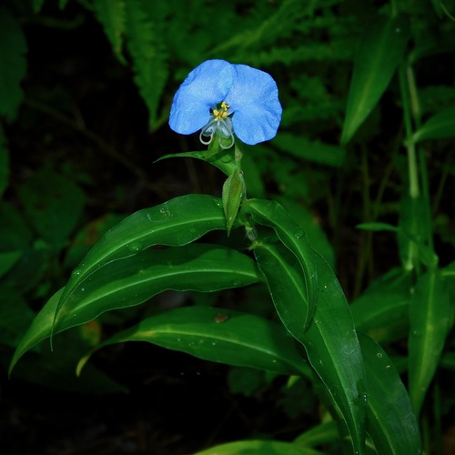 whitemouth dayflower