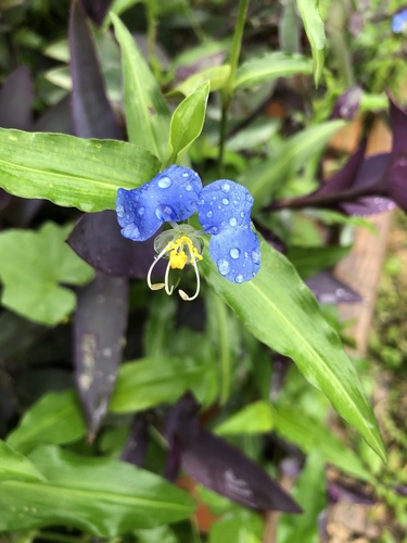 whitemouth dayflower