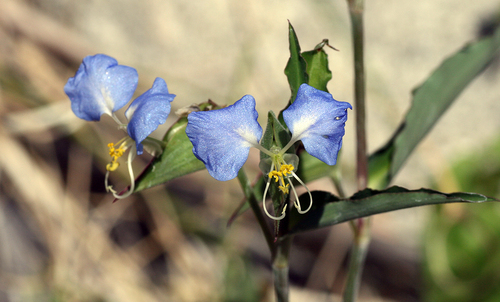 whitemouth dayflower