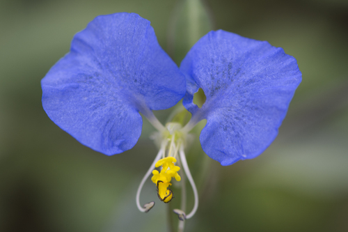whitemouth dayflower