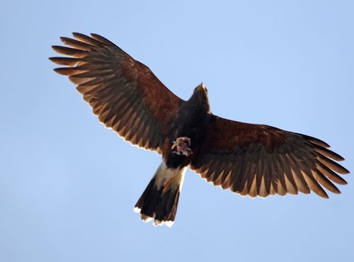 Harris's Hawk