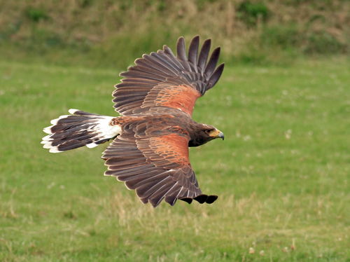 Harris's Hawk