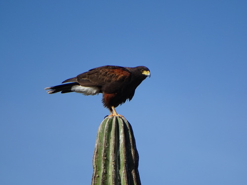 Harris's Hawk