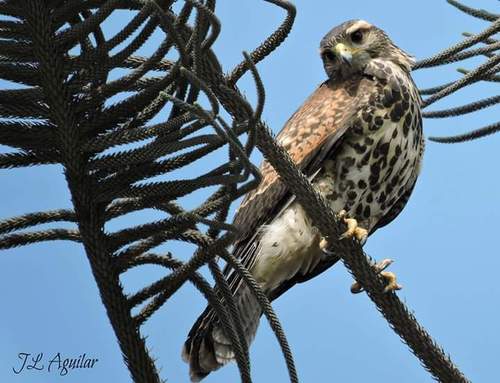 Harris's Hawk