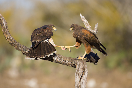 Harris's Hawk
