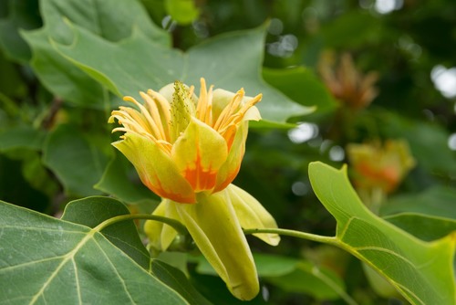 American tuliptree