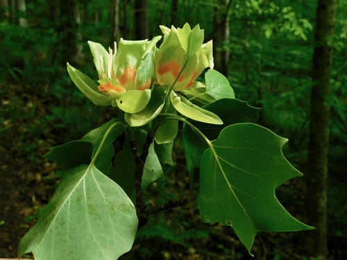 American tuliptree
