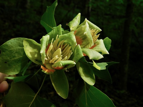 American tuliptree