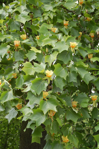 American tuliptree