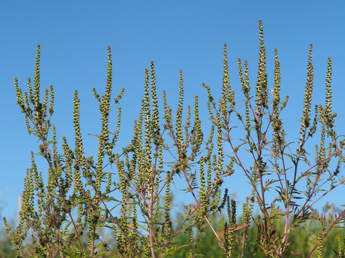 common ragweed