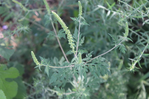 common ragweed
