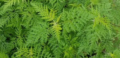 common ragweed