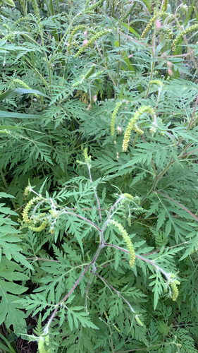 common ragweed