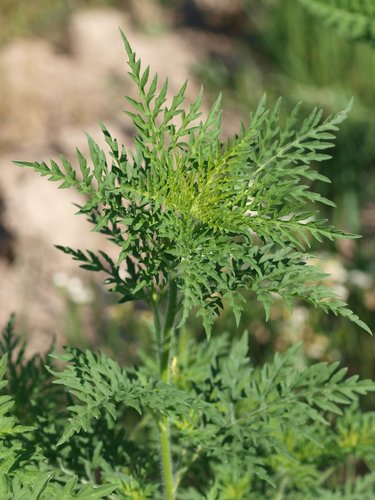 common ragweed