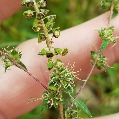 common ragweed