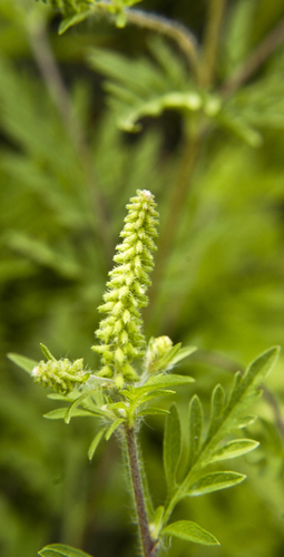 common ragweed