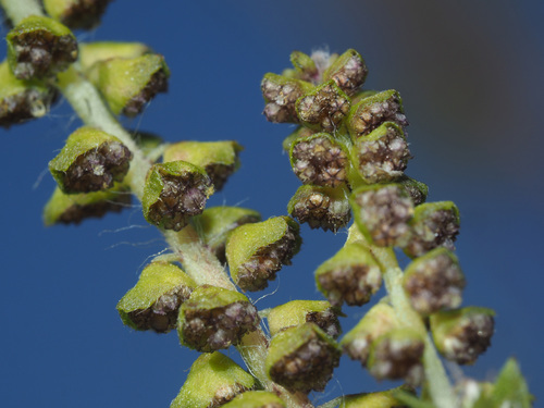 common ragweed