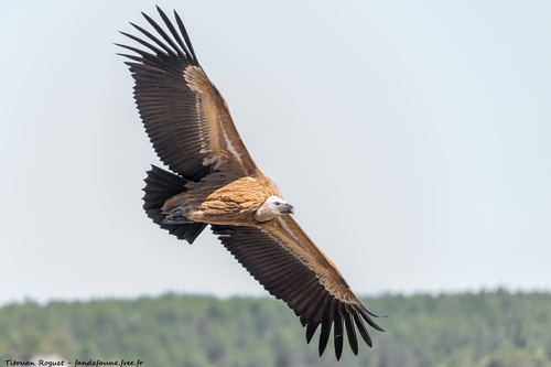 Eurasian Griffon