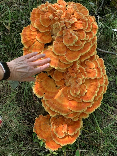 chicken of the woods