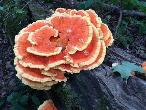 chicken of the woods