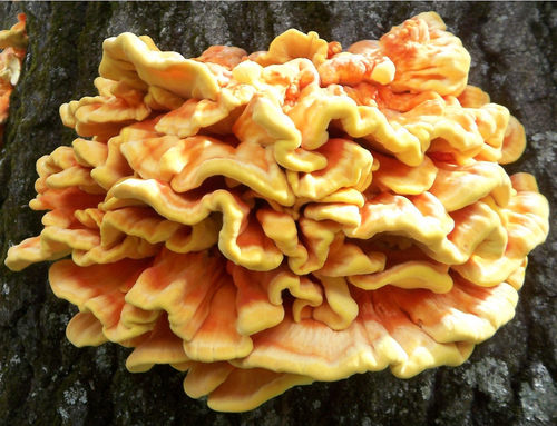 chicken of the woods