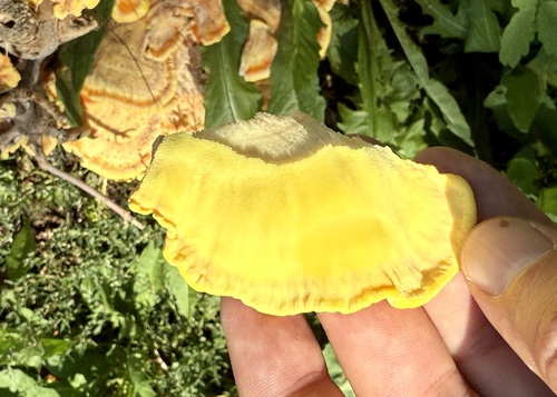 chicken of the woods