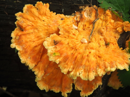 chicken of the woods