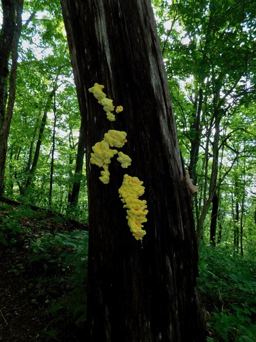 chicken of the woods