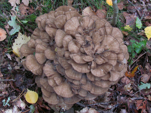 hen of the woods
