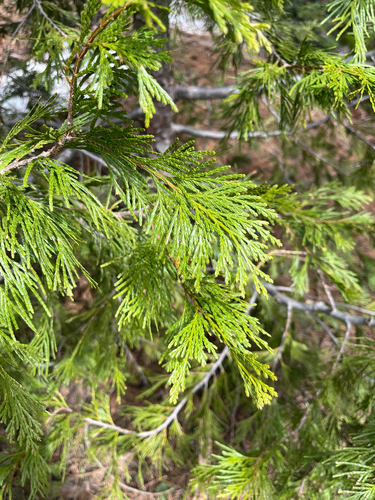 California incense-cedar