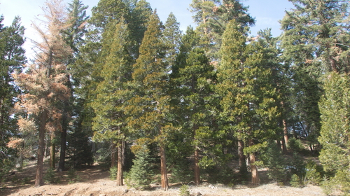 California incense-cedar