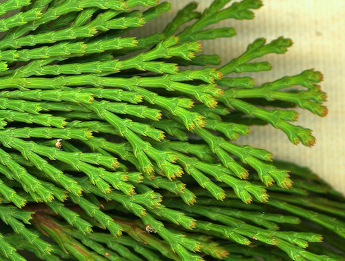 California incense-cedar