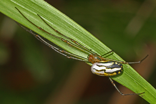 Leucauge argyra