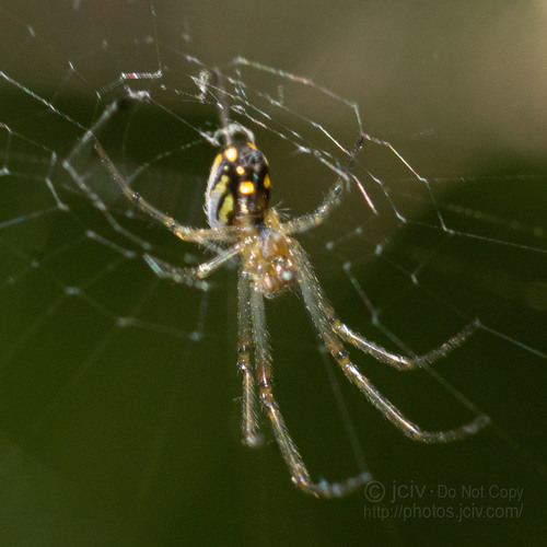 Leucauge argyra