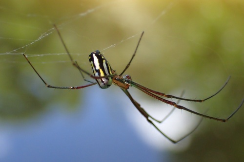 Leucauge argyra