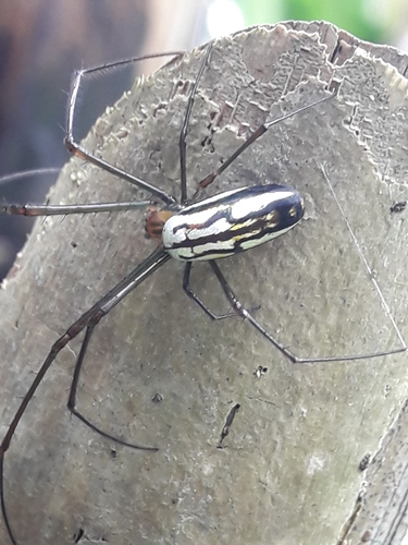 Leucauge argyra