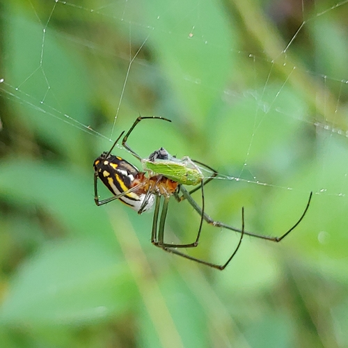 Leucauge argyra