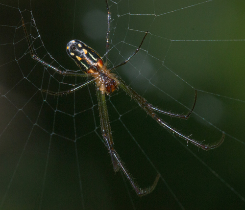 Leucauge argyra