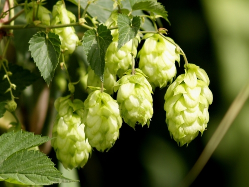 common hops