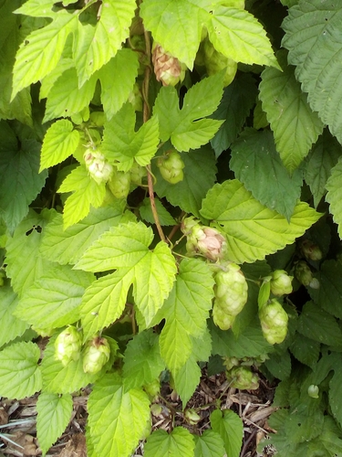 common hops