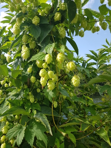 common hops