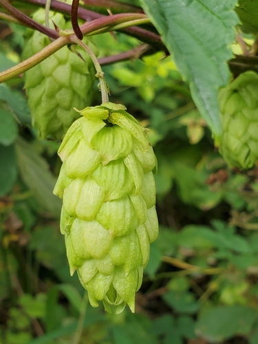 common hops