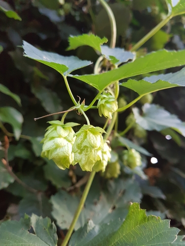 common hops