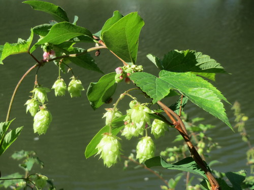 common hops