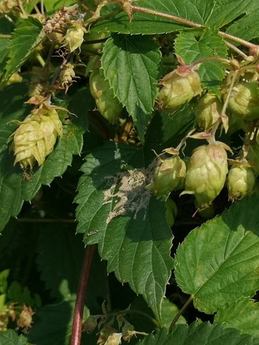 common hops