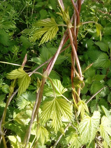 common hops