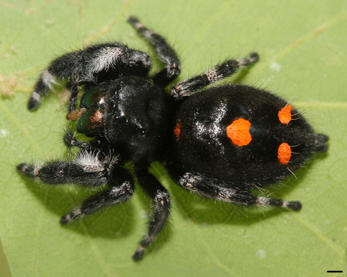 Bold Jumping Spider