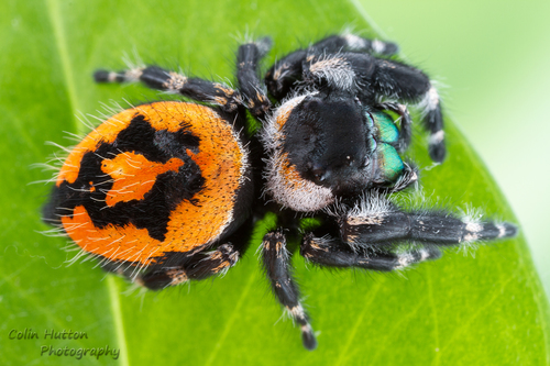 Bold Jumping Spider