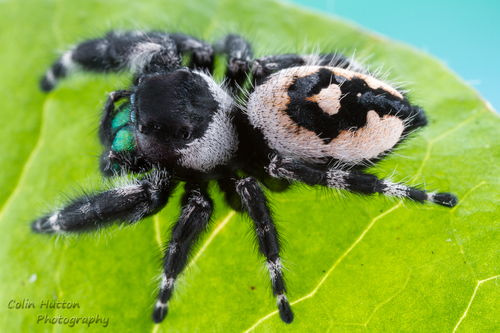Bold Jumping Spider